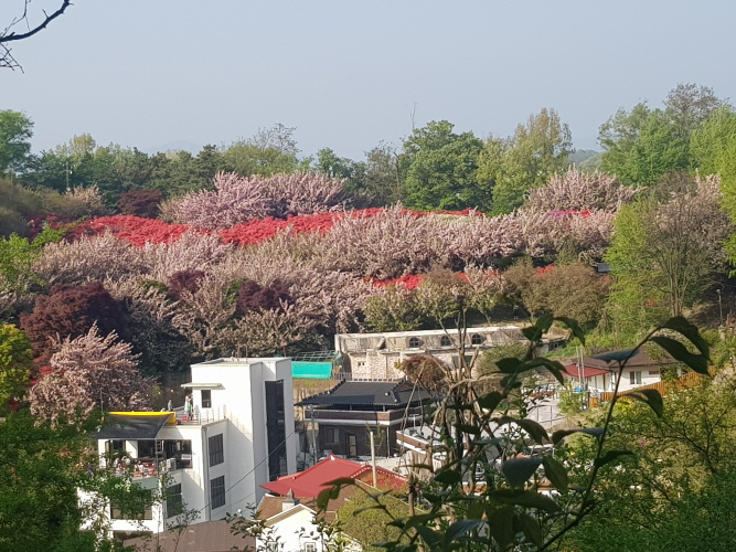 (5점) 4월에 여행가기 좋은 겹벚꽃 명소, 전주 완산공원. 작업 사진 2