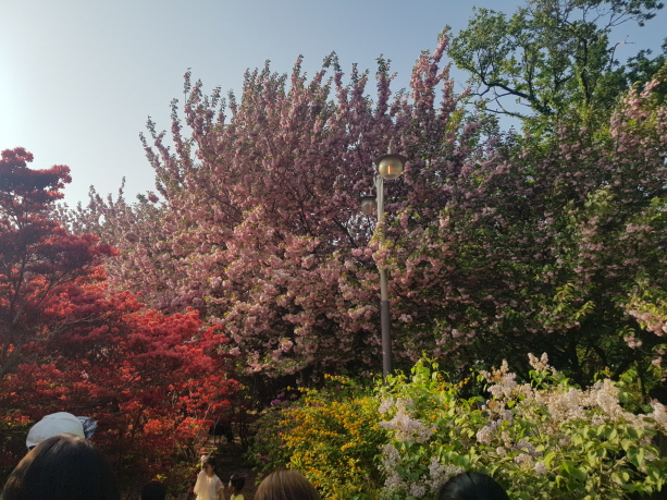 (5점) 4월에 여행가기 좋은 겹벚꽃 명소, 전주 완산공원. 작업 사진 4