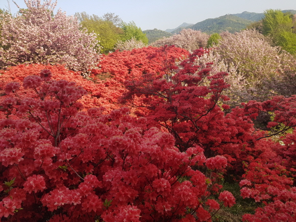 (5점) 4월에 여행가기 좋은 겹벚꽃 명소, 전주 완산공원. 작업 사진 5