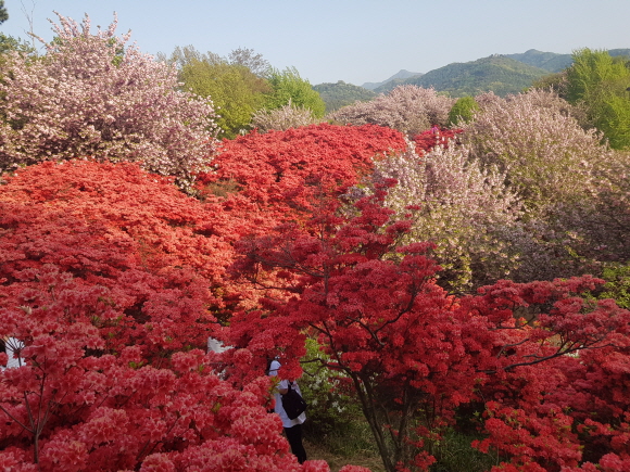 (5점) 4월에 여행가기 좋은 겹벚꽃 명소, 전주 완산공원. 작업 사진 6