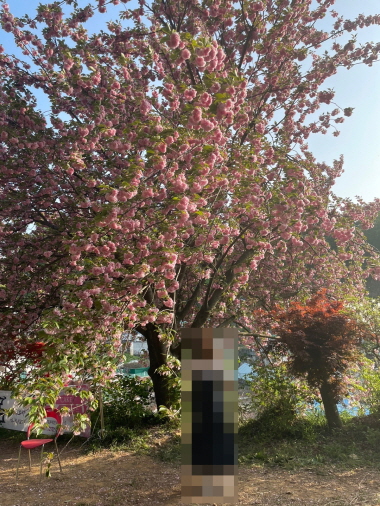 (5점) 4월에 여행가기 좋은 겹벚꽃 명소, 전주 완산공원. 작업 사진 9