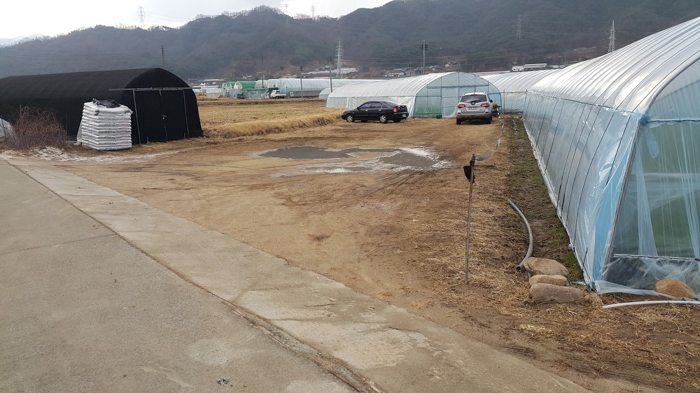 <대구 팔공산 미나리 \"청유농원\"> 미나리 판매 시작합니다. 작업 사진 2