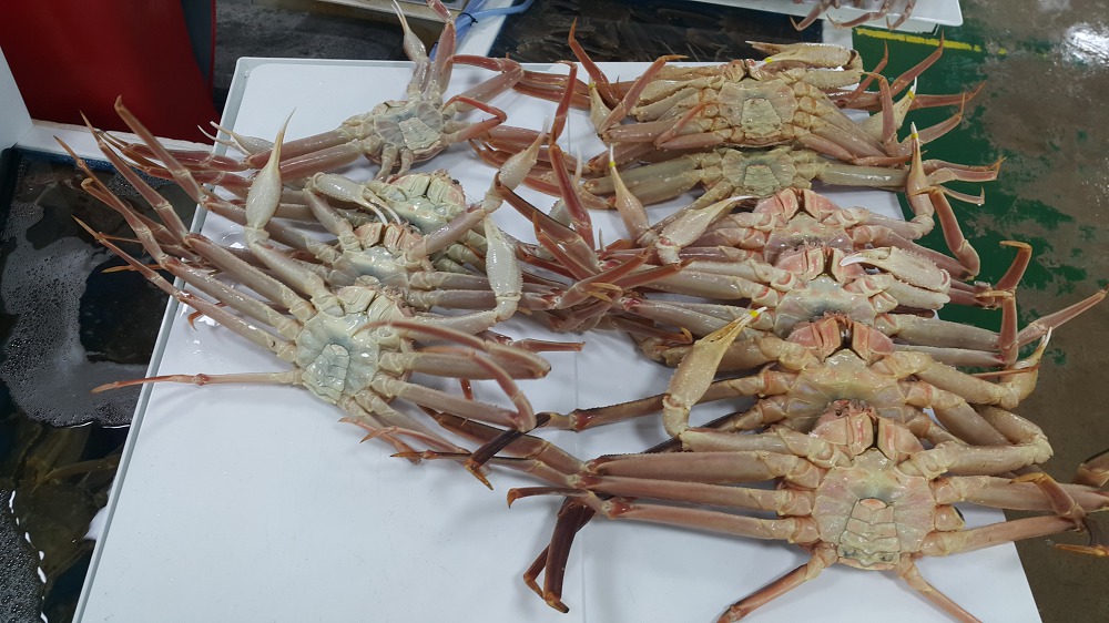 <영덕 강구 \"동광어시장\"> 대게철이라고 해서 영덕까지 왔습니다. 작업 사진 2