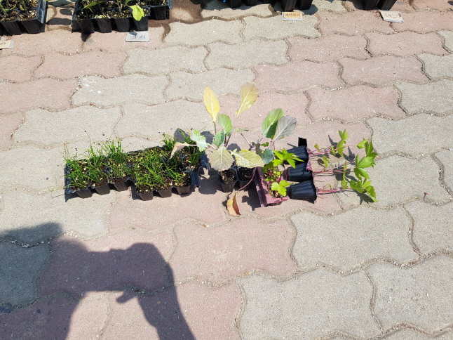 전원주택 화단/텃밭 만들기. 45일간의 화단과 텃밭의 변화 작업 사진 14
