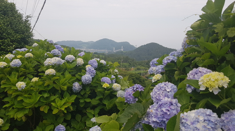 2022년 7월 2일 통영 연화도 수국 여행. 중화항에서 연화도 가기. 작업 사진 28