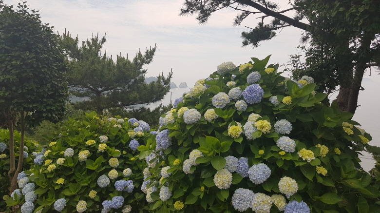 2022년 7월 2일 통영 연화도 수국 여행. 중화항에서 연화도 가기. 작업 사진 31