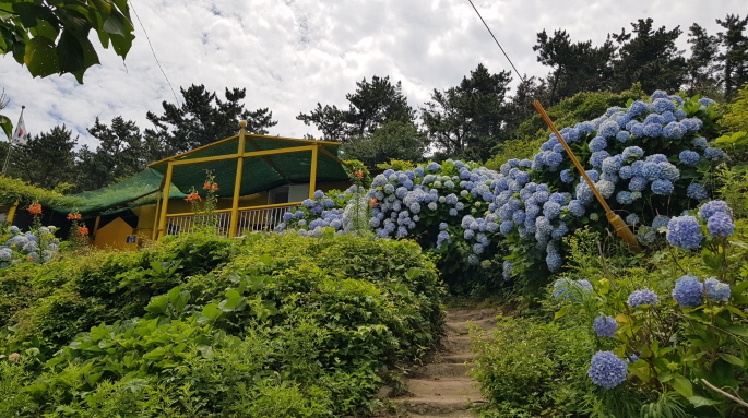 2022년 7월 2일 통영 연화도 수국 여행. 중화항에서 연화도 가기. 작업 사진 36