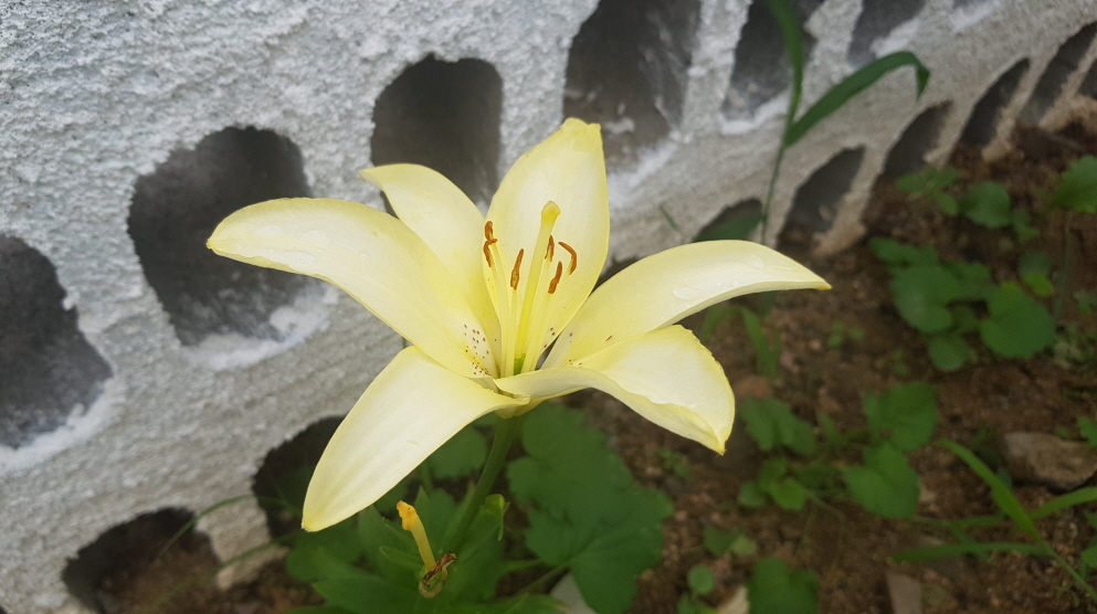 보성리 하얀집 2022년 8월 배롱나무, 능소화, 천일홍, 백합, 미스김라일락, 장미 개화 상황 작업 사진 7