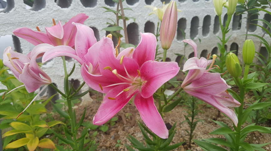 보성리 하얀집 2022년 8월 배롱나무, 능소화, 천일홍, 백합, 미스김라일락, 장미 개화 상황 작업 사진 9