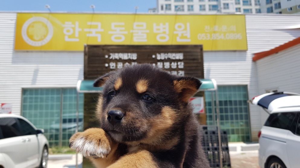 22년 6월 7일 깨발랄 몽구 입양. 6월 7일부터 2주간의 변화. 작업 사진 15