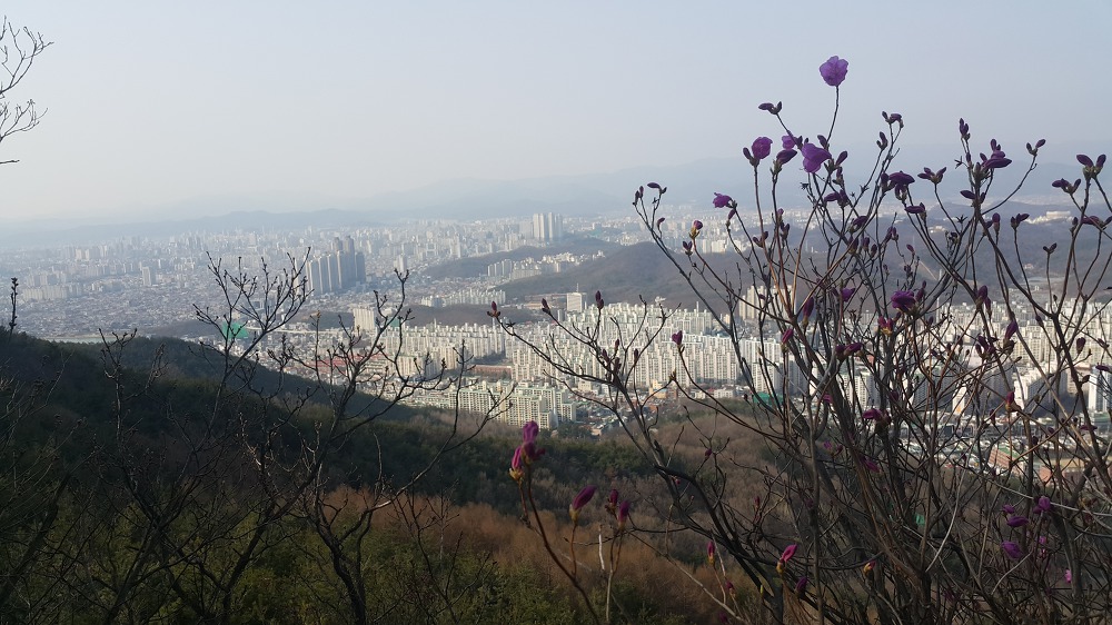 <대구 수성구 파동 \"법이산 사진찍기 좋은 곳\"> 수성못 벚꽃구경과 함께 수성못 뒤 법이산 등산 작업 사진 8
