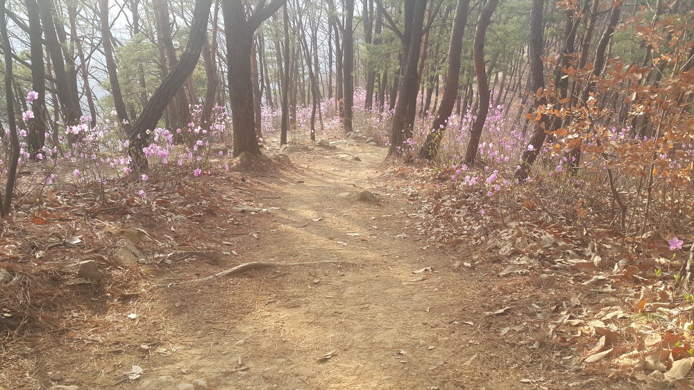 <대구 수성구 파동 \"법이산 사진찍기 좋은 곳\"> 수성못 벚꽃구경과 함께 수성못 뒤 법이산 등산 작업 사진 10