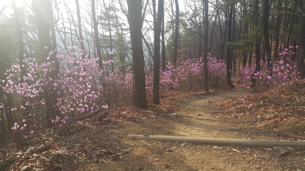 <대구 수성구 파동 \"법이산 사진찍기 좋은 곳\"> 수성못 벚꽃구경과 함께 수성못 뒤 법이산 등산 작업 사진 11