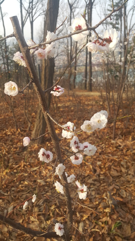 <대구 수성구 파동 \"법이산 사진찍기 좋은 곳\"> 수성못 벚꽃구경과 함께 수성못 뒤 법이산 등산 작업 사진 12