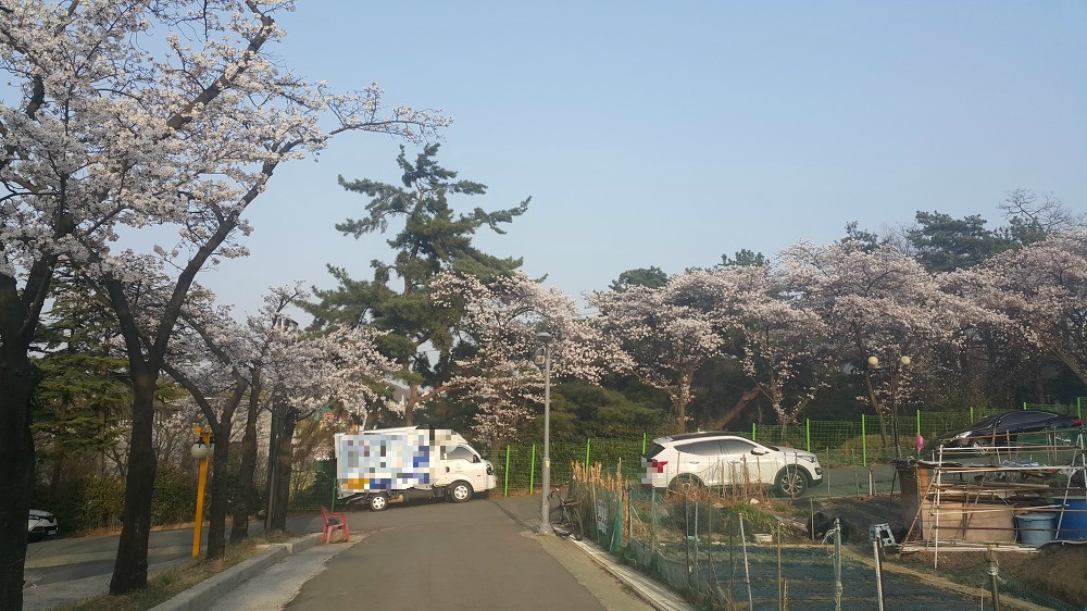 <대구 수성구 파동 \"법이산 사진찍기 좋은 곳\"> 수성못 벚꽃구경과 함께 수성못 뒤 법이산 등산 작업 사진 13