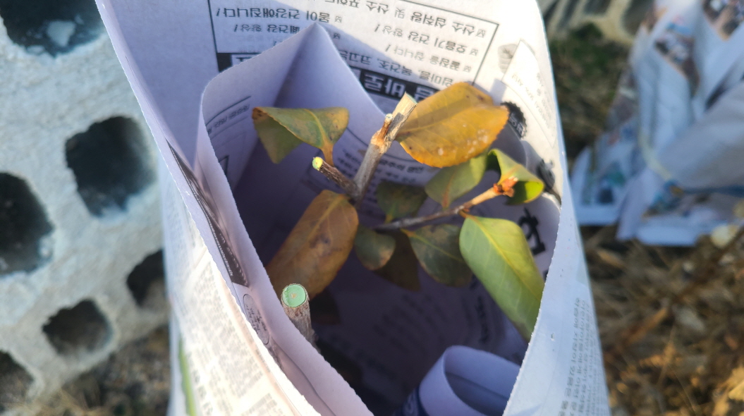 겨울 냉해로 죽어가는 동백나무 살리기. 작업 사진 6