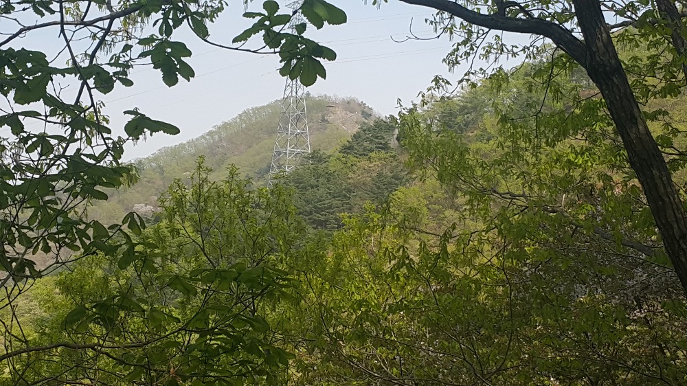 <대구 수성못 용지봉>용지봉에서 바라보는 대구와 꽃이름 찾는 어플 작업 사진 12