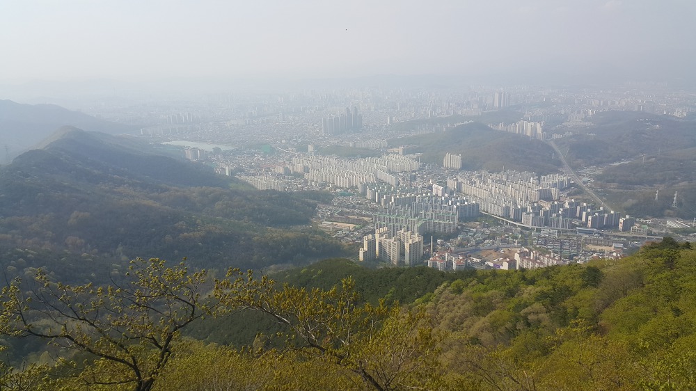 <대구 수성못 용지봉>용지봉에서 바라보는 대구와 꽃이름 찾는 어플 작업 사진 18