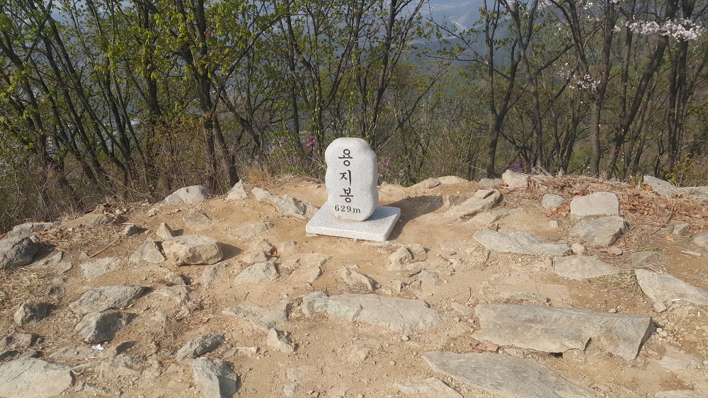 <대구 수성못 용지봉>용지봉에서 바라보는 대구와 꽃이름 찾는 어플 작업 사진 23