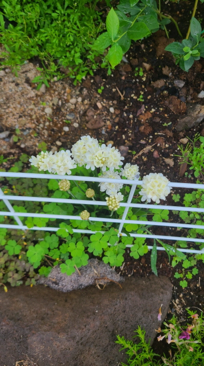 보성리 하얀집 정원 근황. 3월부터 현재. 작업 사진 52