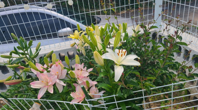 보성리 하얀집 정원 근황. 3월부터 현재. 작업 사진 53