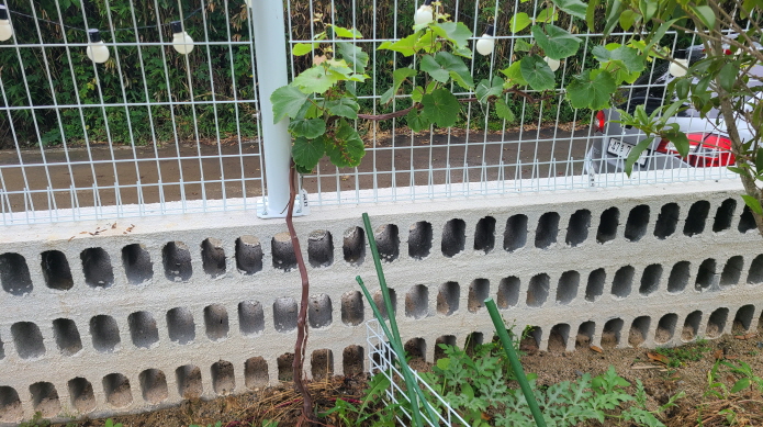 보성리 하얀집 정원 근황. 3월부터 현재. 작업 사진 18