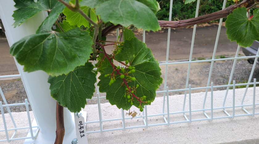 보성리 하얀집 정원 근황. 3월부터 현재. 작업 사진 19