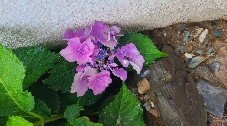보성리 하얀집 정원 근황. 3월부터 현재. 작업 사진 30