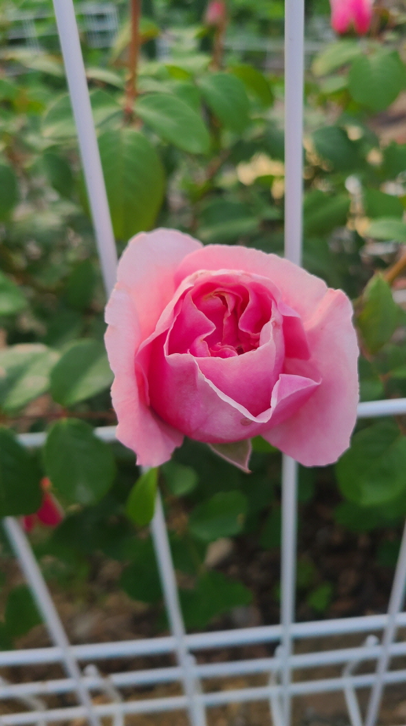 보성리 하얀집 정원 근황. 3월부터 현재. 작업 사진 33