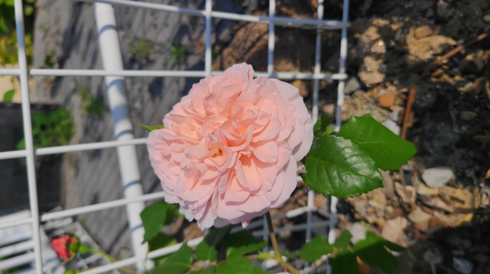 보성리 하얀집 정원 근황. 3월부터 현재. 작업 사진 36