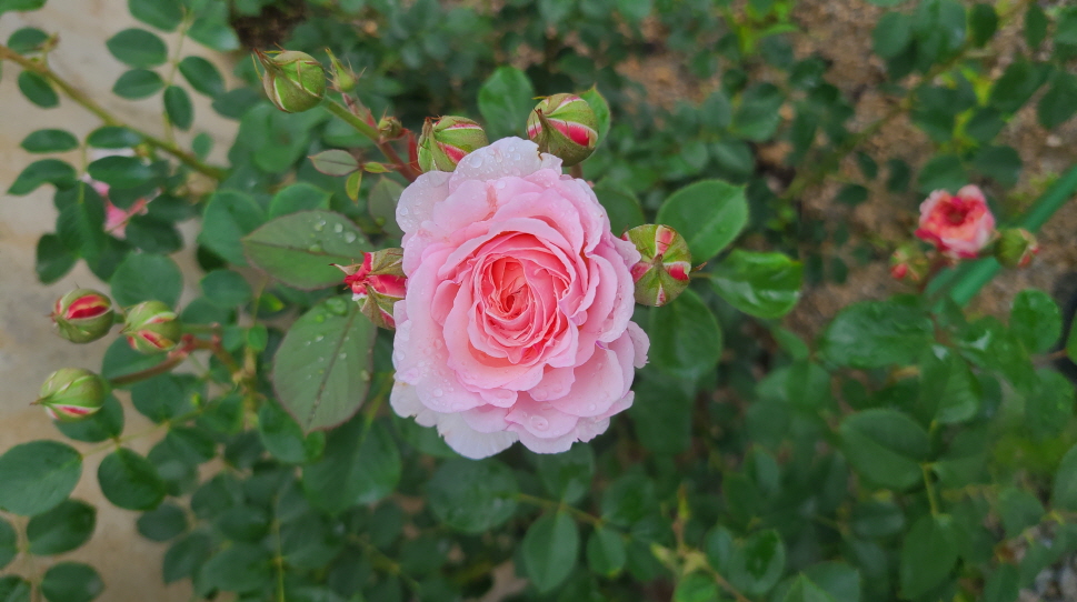 보성리 하얀집 정원 근황. 3월부터 현재. 작업 사진 39