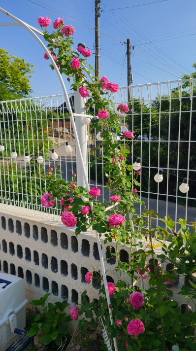 보성리 하얀집 정원 근황. 3월부터 현재. 작업 사진 44