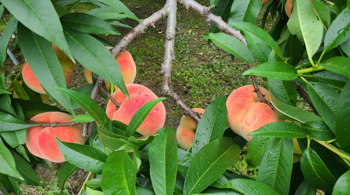 경북 영천 복숭아 대월(단단이/새콤달콤), 경봉(딱딱이/고당도) 판매 예약받습니다. 작업 사진 2