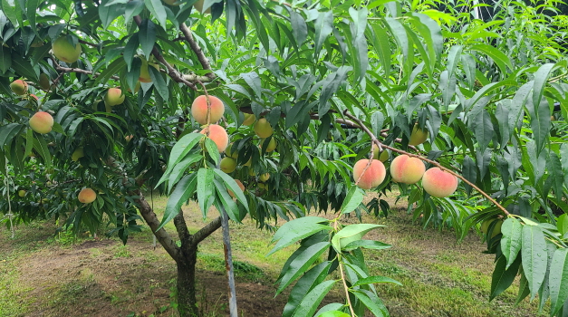 경북 영천 복숭아 대월(단단이/새콤달콤), 경봉(딱딱이/고당도) 판매 예약받습니다. 작업 사진 4