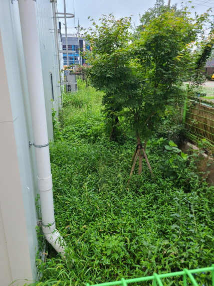 영천 상가 벌초 및 친환경 제초제 살포. 주택, 농지, 나대지, 상가(매장,기업,공장) 예초비용 포함. 작업 사진 2