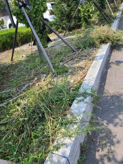 영천 상가 벌초 및 친환경 제초제 살포. 주택, 농지, 나대지, 상가(매장,기업,공장) 예초비용 포함. 작업 사진 3