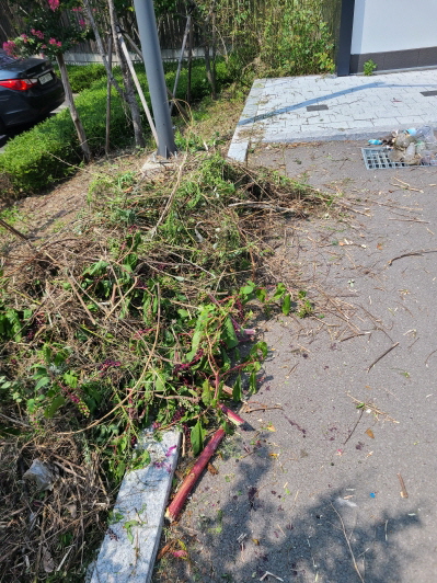 영천 상가 벌초 및 친환경 제초제 살포. 주택, 농지, 나대지, 상가(매장,기업,공장) 예초비용 포함. 작업 사진 5