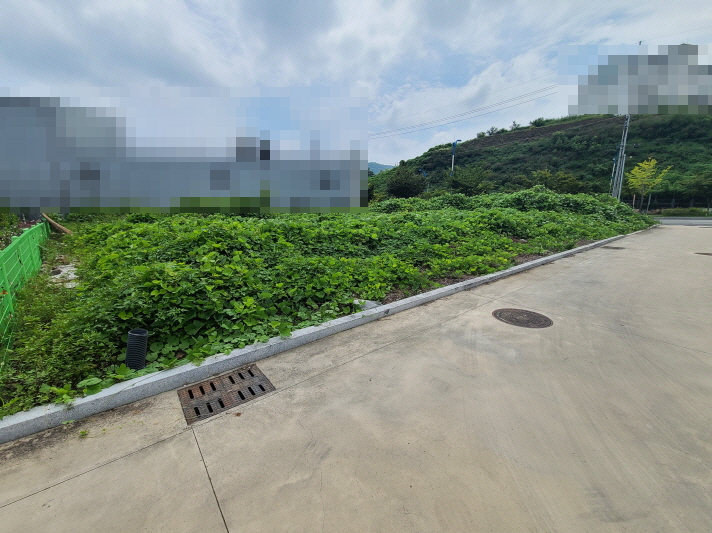 경산 칡, 잡초 무성한 나대지 벌초. 작업 사진 2