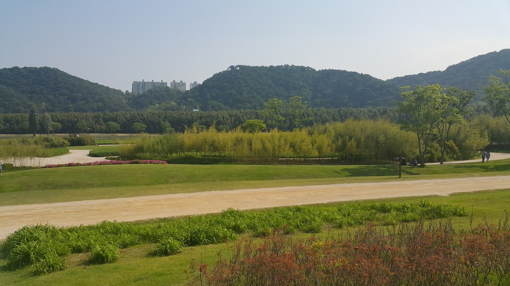 <울산 "태화강대공원"> 2018 태화강봄꽃축제. 십리대숲 걷기. 작업 사진 3