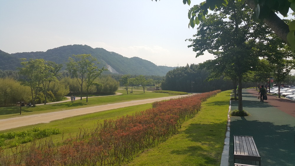 <울산 "태화강대공원"> 2018 태화강봄꽃축제. 십리대숲 걷기. 작업 사진 4