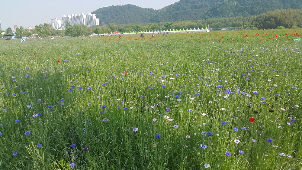 <울산 "태화강대공원"> 2018 태화강봄꽃축제. 십리대숲 걷기. 작업 사진 6