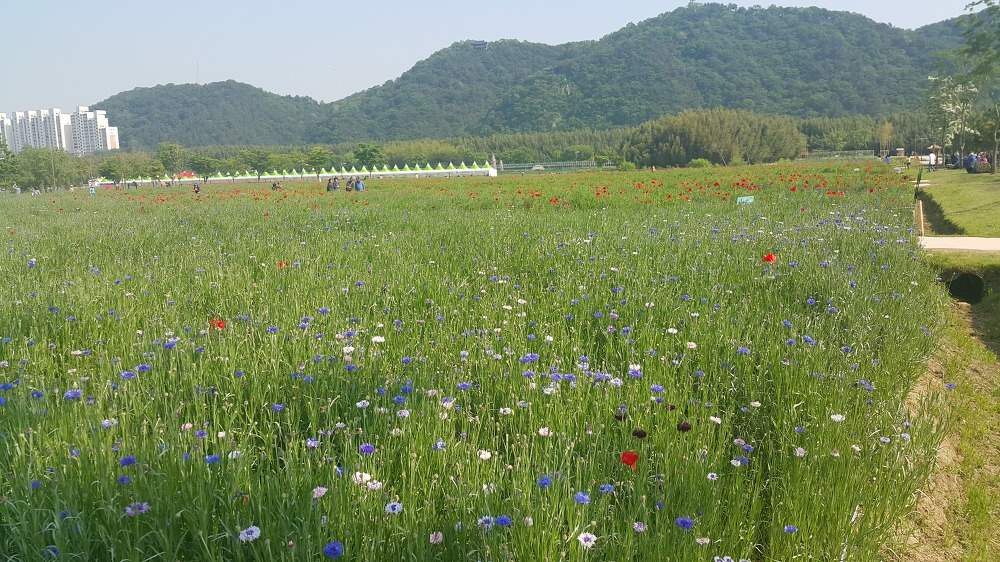 <울산 "태화강대공원"> 2018 태화강봄꽃축제. 십리대숲 걷기. 작업 사진 7