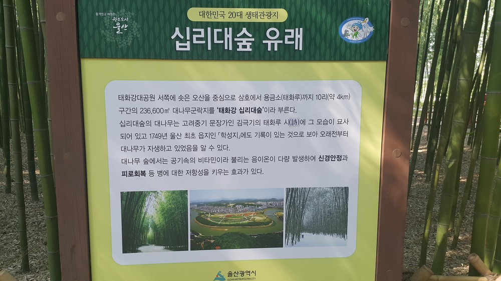 <울산 "태화강대공원"> 2018 태화강봄꽃축제. 십리대숲 걷기. 작업 사진 16