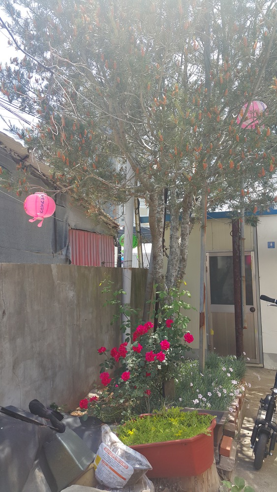 <대구 북구 매천동 \"봉선사\"> 부처님오신날이라 도와드리러 왔습니다. 작업 사진 5