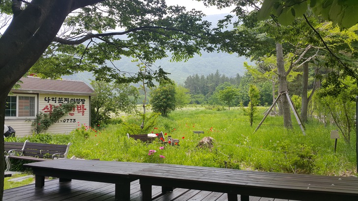 <울릉도 나리분지 \"야영장식당\"> 산채비빔밥 전문점. 산채나물이 부드럽고 맛있었습니다. 작업 사진 2