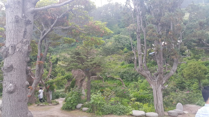 <울릉도 3박 4일 2부 "울릉예림원"> 울릉도 추천 관광지. 사진찍기 좋은 곳. 조경공원. 작업 사진 14