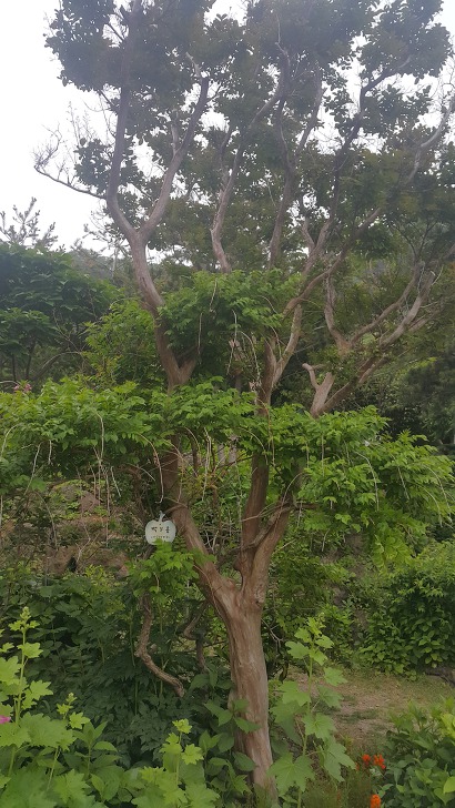 <울릉도 3박 4일 2부 "울릉예림원"> 울릉도 추천 관광지. 사진찍기 좋은 곳. 조경공원. 작업 사진 16