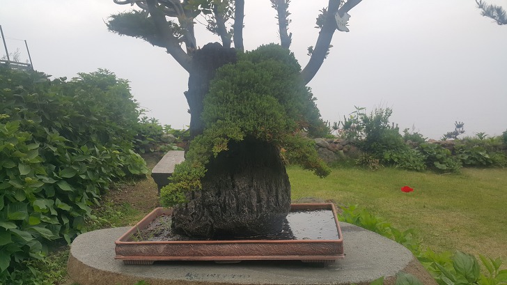 <울릉도 3박 4일 2부 "울릉예림원"> 울릉도 추천 관광지. 사진찍기 좋은 곳. 조경공원. 작업 사진 20