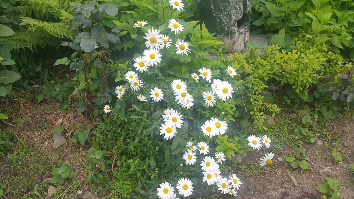 <울릉도 3박 4일 2부 "울릉예림원"> 울릉도 추천 관광지. 사진찍기 좋은 곳. 조경공원. 작업 사진 23