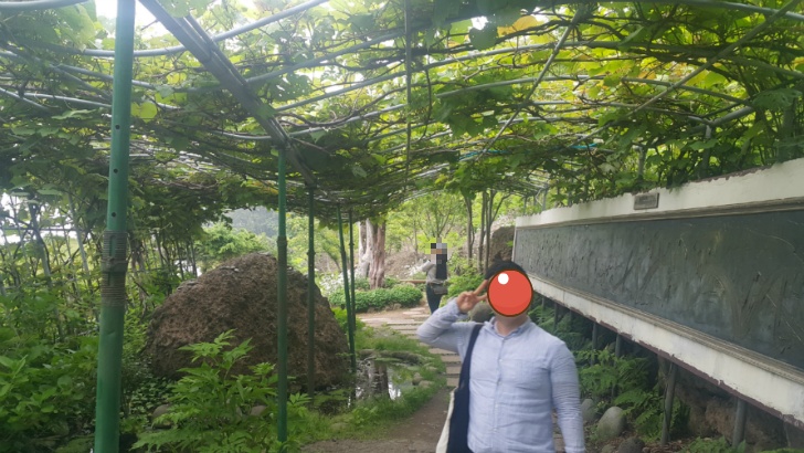 <울릉도 3박 4일 2부 "울릉예림원"> 울릉도 추천 관광지. 사진찍기 좋은 곳. 조경공원. 작업 사진 33